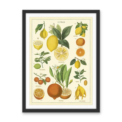 Citrus Vintage Scientific Chart - Stretched Canvas Print or Framed Fine Art Print - Artwork I Heart Wall Art Australia