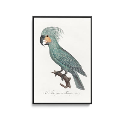 The Palm Cockatoo (Probosciger aterrimus) from Natural History of Parrots (1801—1805) by Francois Levaillant - Stretched Canvas Print or Framed Fine Art Print - Artwork I Heart Wall Art Australia 