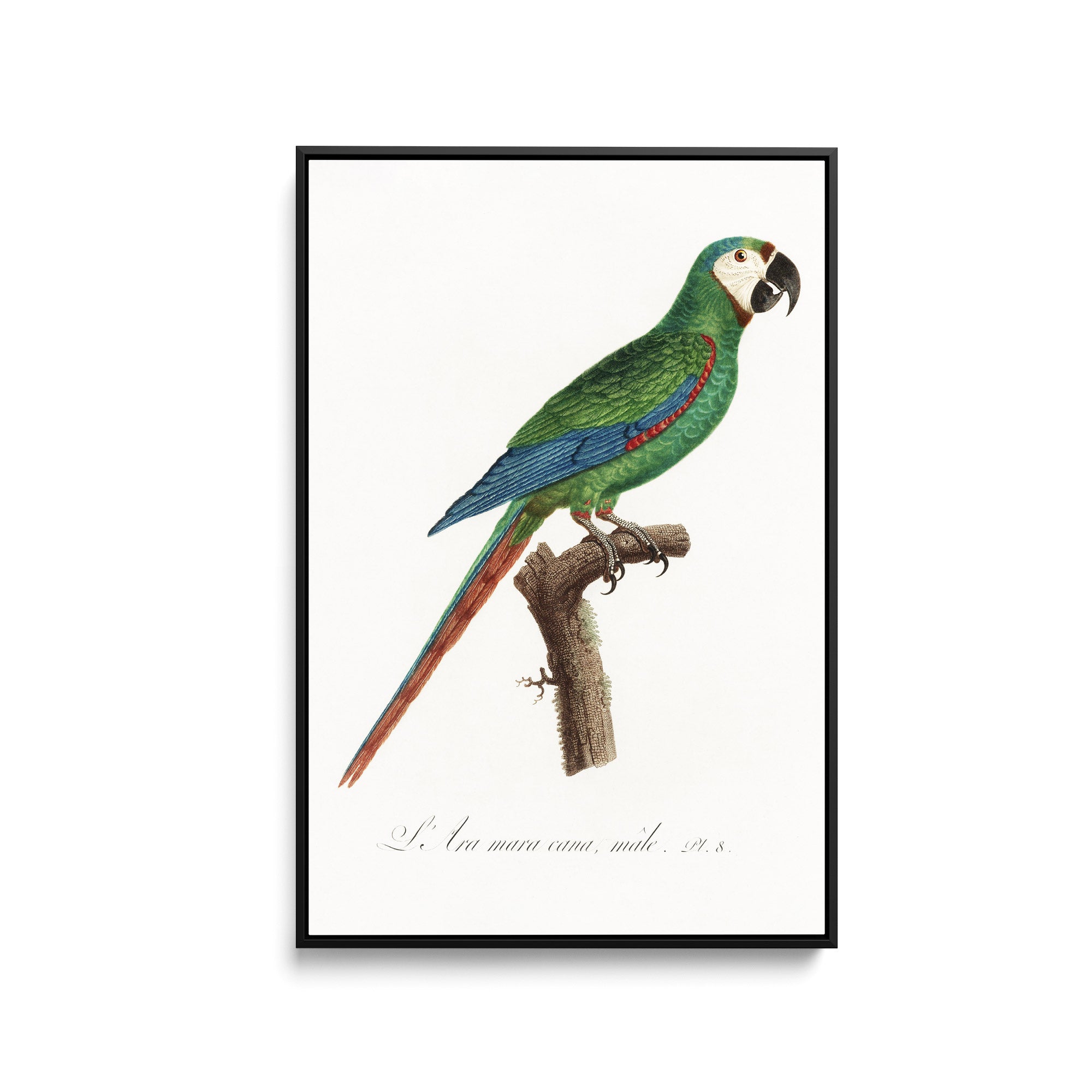 Blue-Winged　from　Art　Heart　Natural　Parr　History　I　of　–　Macaw,　maracana　Primolius　The　Wall