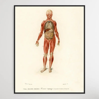 Myology and disposition of the viscera by Charles Dessalines D' Orbigny (1806-1876) I Heart Wall Art Australia 