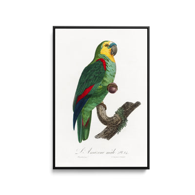 The Turquoise-Fronted Amazon, Amazona aestiva from Natural History of Parrots (1801—1805) by Francois Levaillant - Stretched Canvas Print or Framed Fine Art Print - Artwork I Heart Wall Art Australia 