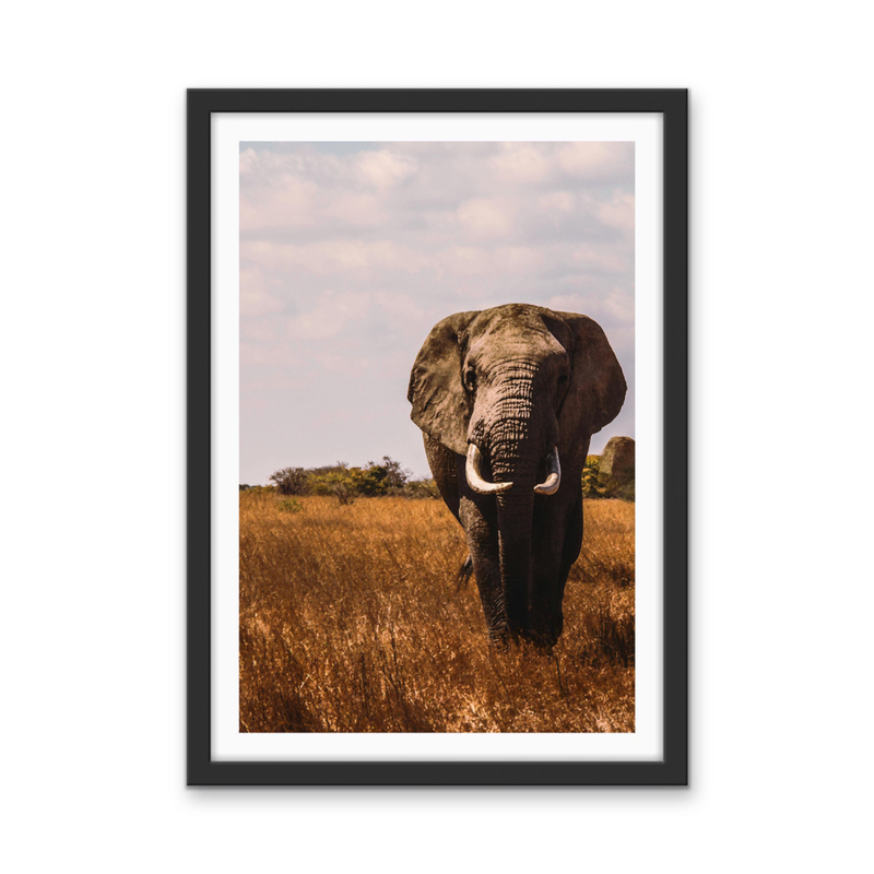 When in Africa - Elephant Safari Stretched Canvas or Wall Art Print I Heart Wall Art Australia