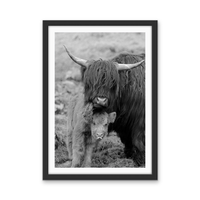Highland Pair - Black & White Photographic Print, Stretched Canvas or Wall Art Print I Heart Wall Art