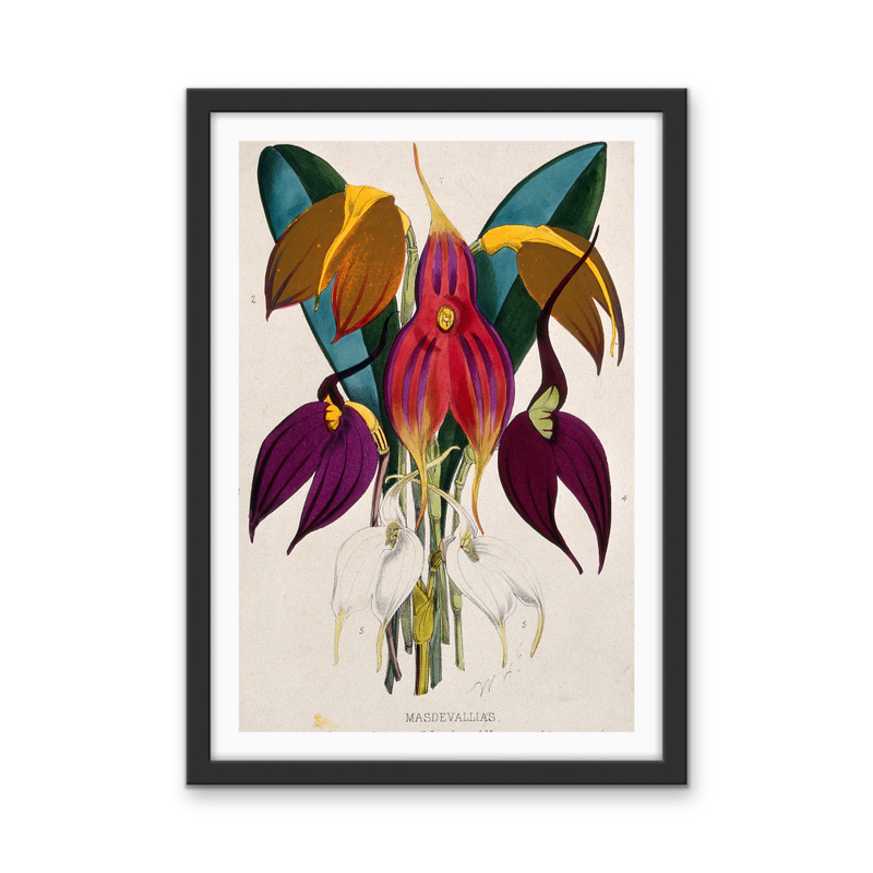 Five Tropical Orchids, Coloured Lithograph, c. 1873, After W. Fitch - Stretched Canvas or Wall Art Print I Heart Wall Art Australia
