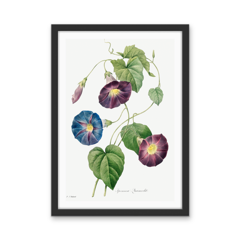 Star-Glory Morning–Glory (1827) by Pierre-Joseph Redouté and Henry Joseph Redouté - Stretched Canvas or Wall Art Print I Heart Wall Art Australia