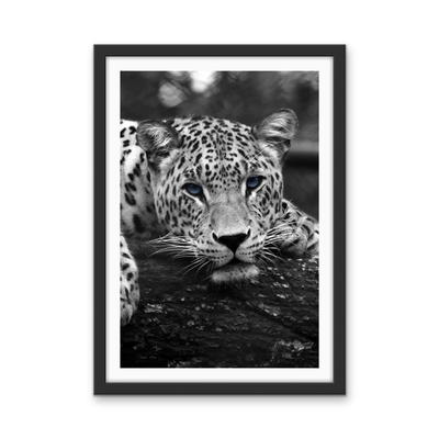 Blue Eyed Leopard - Black and White Animal Stretched Canvas or Wall Art Print I Heart Wall Art