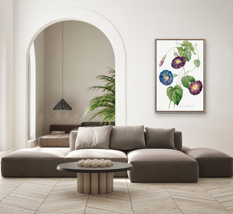 Star-Glory Morning–Glory (1827) by Pierre-Joseph Redouté and Henry Joseph Redouté - Stretched Canvas or Wall Art Print I Heart Wall Art Australia