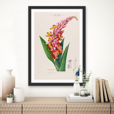 Indian Shot Plant from Flore d'Amérique (1843-1846) by Étienne Denisse - Botanical Illustration Stretched Canvas or Wall Art Print