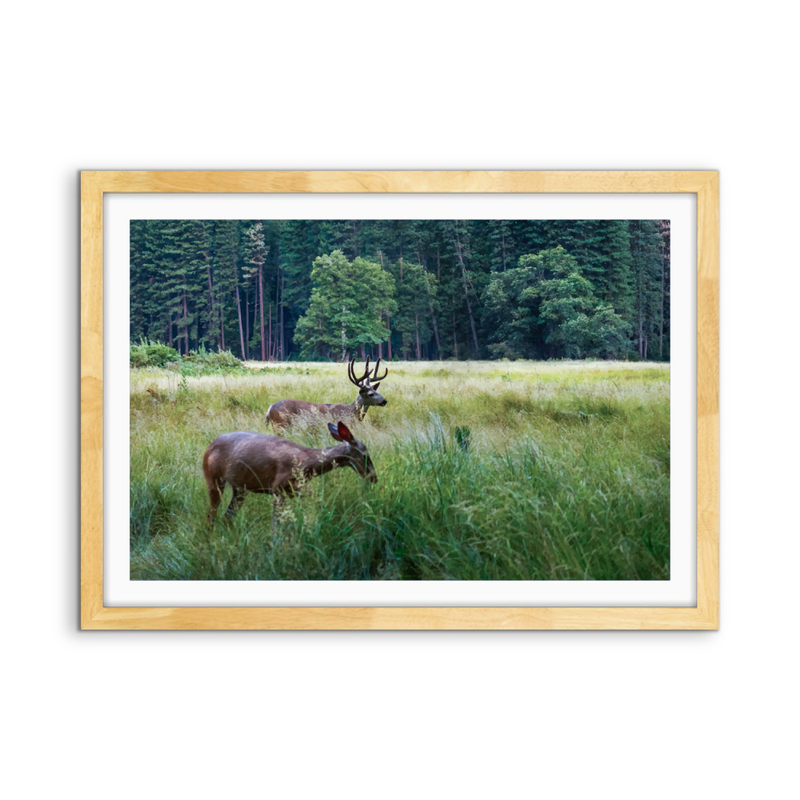 Peaceful Deer - Illustrated Nature Landscape, Stretched Canvas or Wall Art Print I Heart Wall Art