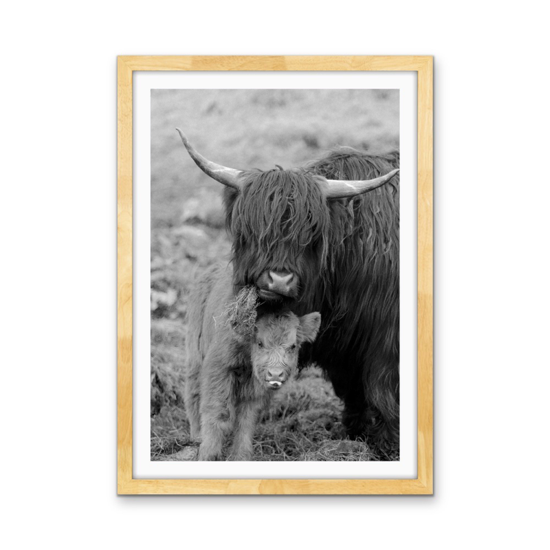 Highland Pair - Black & White Photographic Print, Stretched Canvas or Wall Art Print I Heart Wall Art
