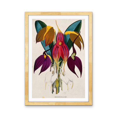 Five Tropical Orchids, Coloured Lithograph, c. 1873, After W. Fitch - Stretched Canvas or Wall Art Print I Heart Wall Art Australia