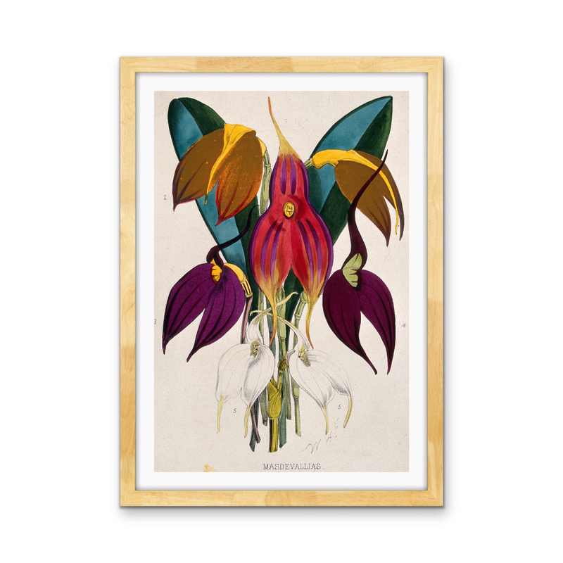 Five Tropical Orchids, Coloured Lithograph, c. 1873, After W. Fitch - Stretched Canvas or Wall Art Print I Heart Wall Art Australia