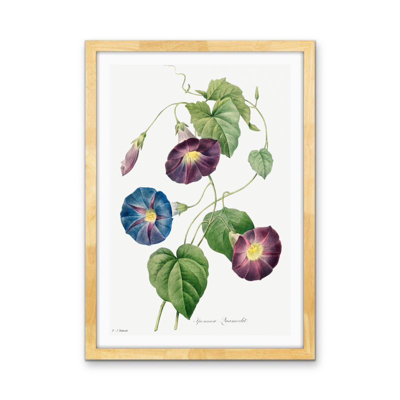 Star-Glory Morning–Glory (1827) by Pierre-Joseph Redouté and Henry Joseph Redouté - Stretched Canvas or Wall Art Print I Heart Wall Art Australia