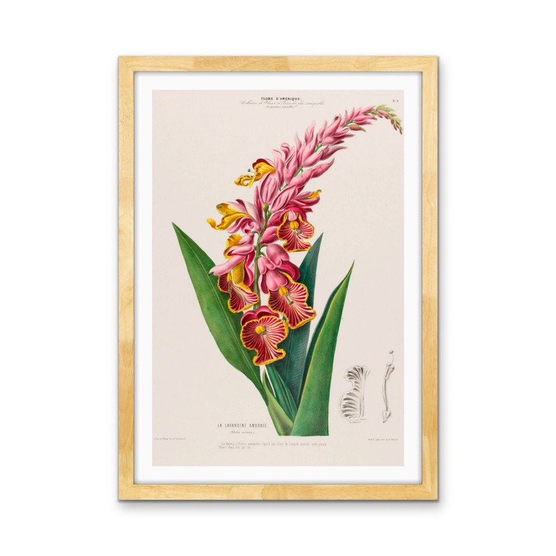 Indian Shot Plant from Flore d&