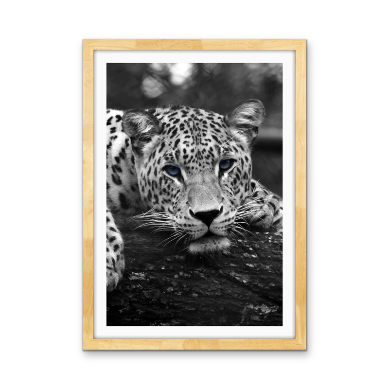 Blue Eyed Leopard - Black and White Animal Stretched Canvas or Wall Art Print I Heart Wall Art