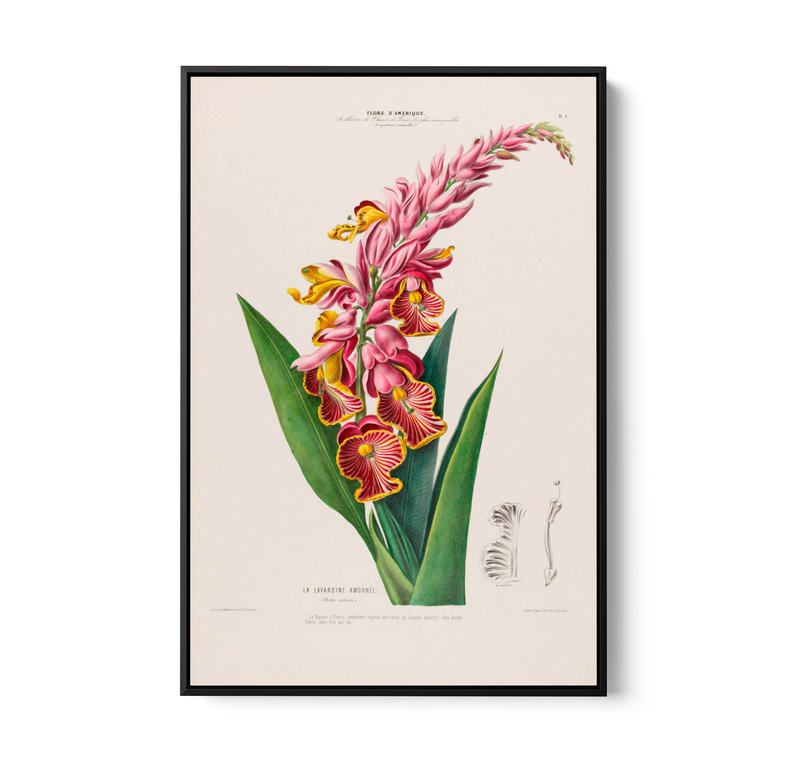 Indian Shot Plant from Flore d&