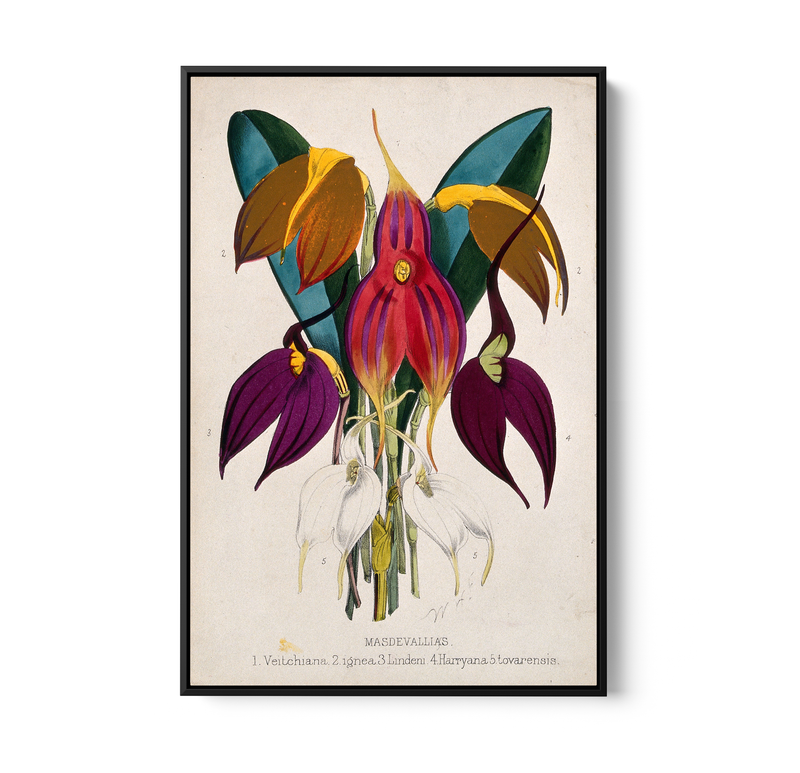 Five Tropical Orchids, Coloured Lithograph, c. 1873, After W. Fitch - Stretched Canvas or Wall Art Print I Heart Wall Art Australia