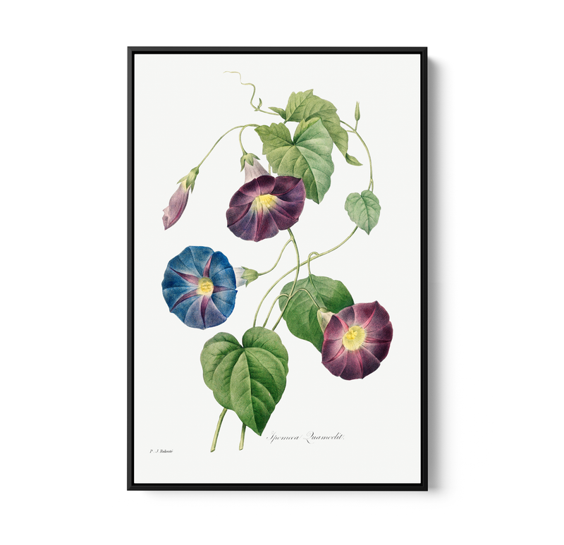 Star-Glory Morning–Glory (1827) by Pierre-Joseph Redouté and Henry Joseph Redouté - Stretched Canvas or Wall Art Print I Heart Wall Art Australia