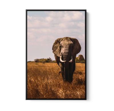 When in Africa - Elephant Safari Stretched Canvas or Wall Art Print I Heart Wall Art Australia