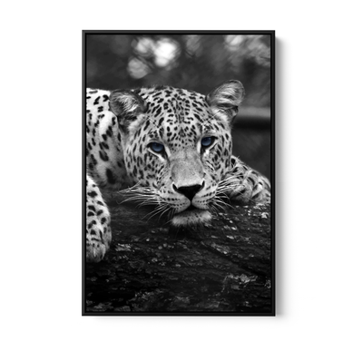 Blue Eyed Leopard - Black and White Animal Stretched Canvas or Wall Art Print I Heart Wall Art