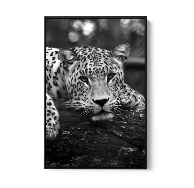 Blue Eyed Leopard - Black and White Animal Stretched Canvas or Wall Art Print I Heart Wall Art