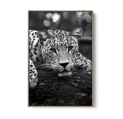 Blue Eyed Leopard - Black and White Animal Stretched Canvas or Wall Art Print I Heart Wall Art