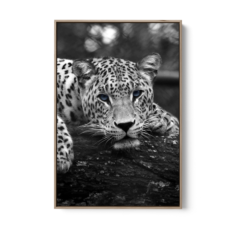 Blue Eyed Leopard - Black and White Animal Stretched Canvas or Wall Art Print I Heart Wall Art