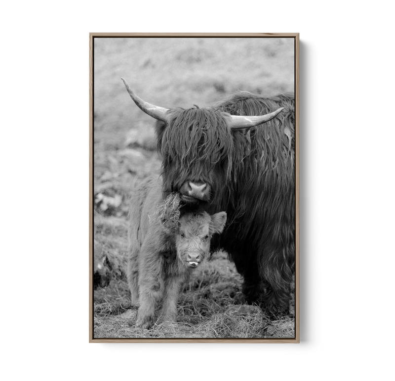 Highland Pair - Black & White Photographic Print, Stretched Canvas or Wall Art Print I Heart Wall Art