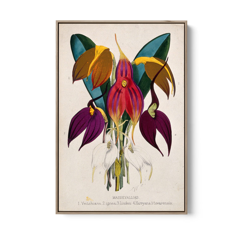 Five Tropical Orchids, Coloured Lithograph, c. 1873, After W. Fitch - Stretched Canvas or Wall Art Print I Heart Wall Art Australia