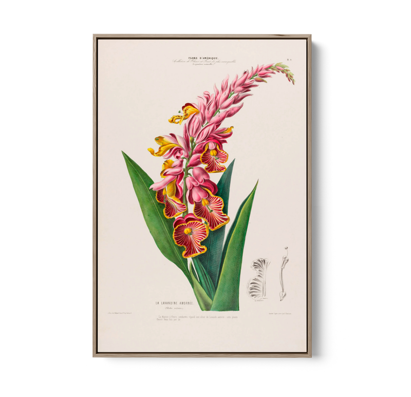 Indian Shot Plant from Flore d&