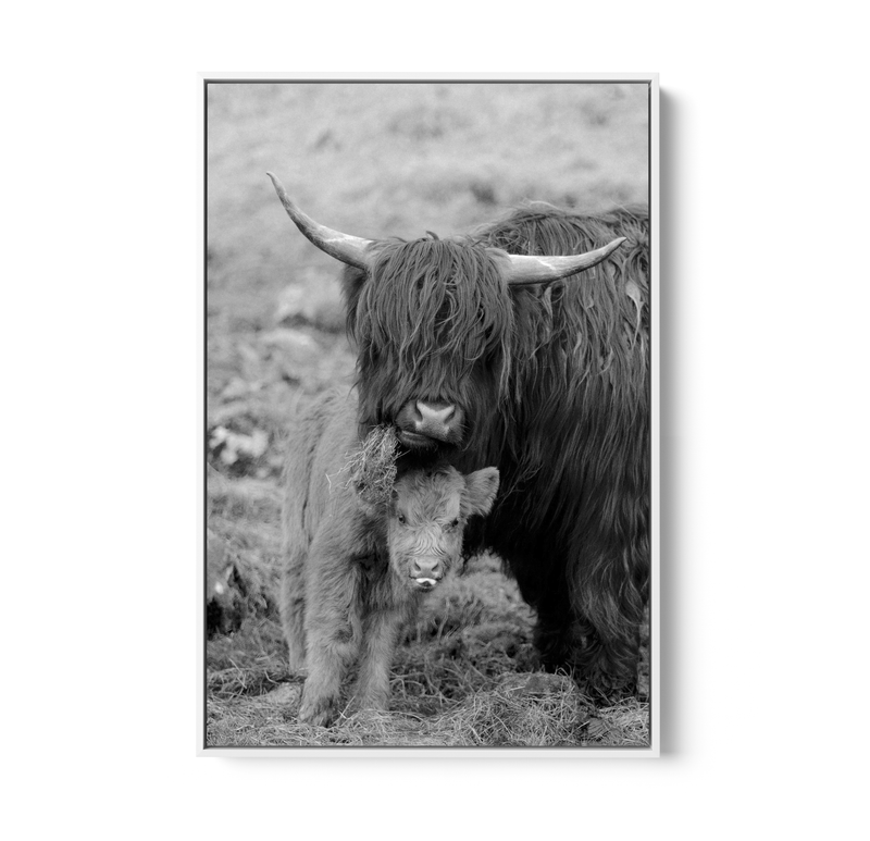 Highland Pair - Black & White Photographic Print, Stretched Canvas or Wall Art Print I Heart Wall Art