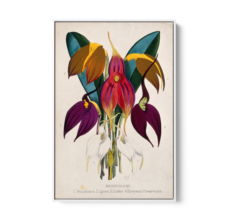Five Tropical Orchids, Coloured Lithograph, c. 1873, After W. Fitch - Stretched Canvas or Wall Art Print I Heart Wall Art Australia