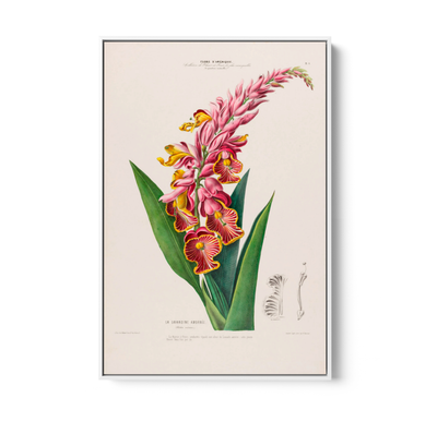 Indian Shot Plant from Flore d'Amérique (1843-1846) by Étienne Denisse - Botanical Illustration Stretched Canvas or Wall Art Print