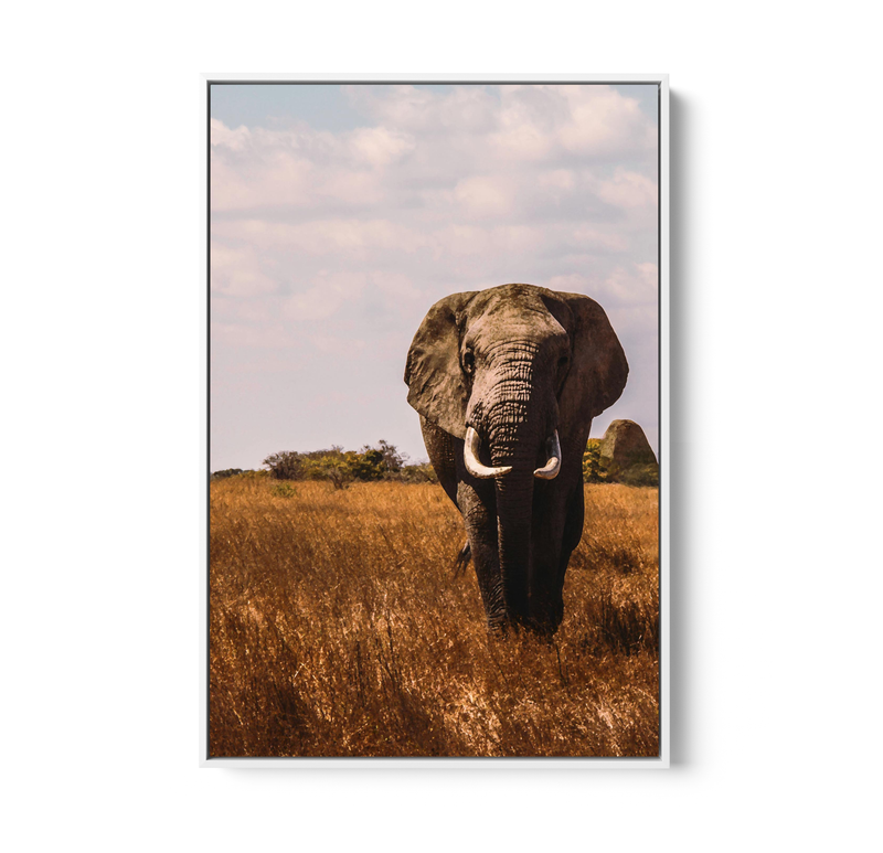 When in Africa - Elephant Safari Stretched Canvas or Wall Art Print I Heart Wall Art Australia