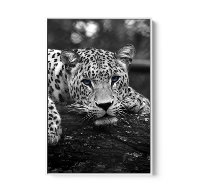 Blue Eyed Leopard - Black and White Animal Stretched Canvas or Wall Art Print I Heart Wall Art