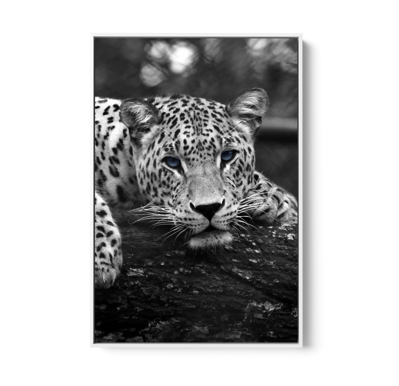 Blue Eyed Leopard - Black and White Animal Stretched Canvas or Wall Art Print I Heart Wall Art