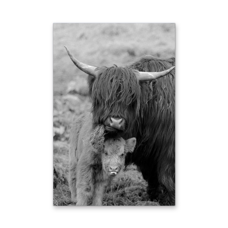 Highland Pair - Black & White Photographic Print, Stretched Canvas or Wall Art Print I Heart Wall Art
