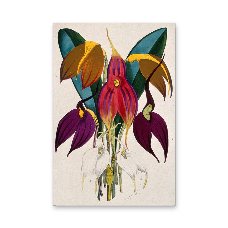 Five Tropical Orchids, Coloured Lithograph, c. 1873, After W. Fitch - Stretched Canvas or Wall Art Print I Heart Wall Art Australia
