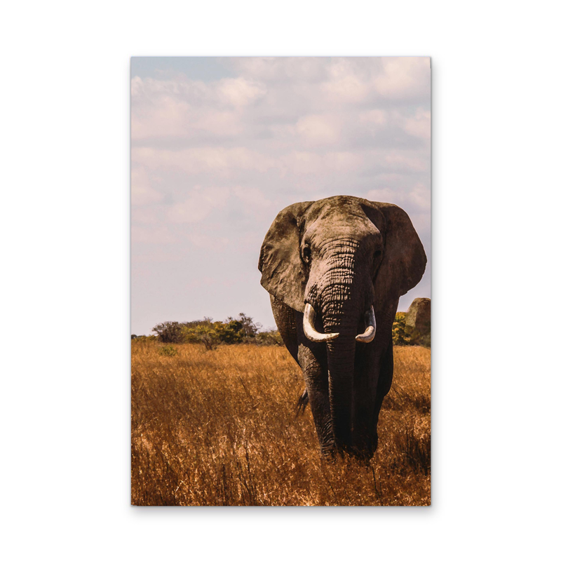 When in Africa - Elephant Safari Stretched Canvas or Wall Art Print I Heart Wall Art Australia