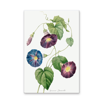 Star-Glory Morning–Glory (1827) by Pierre-Joseph Redouté and Henry Joseph Redouté - Stretched Canvas or Wall Art Print I Heart Wall Art Australia