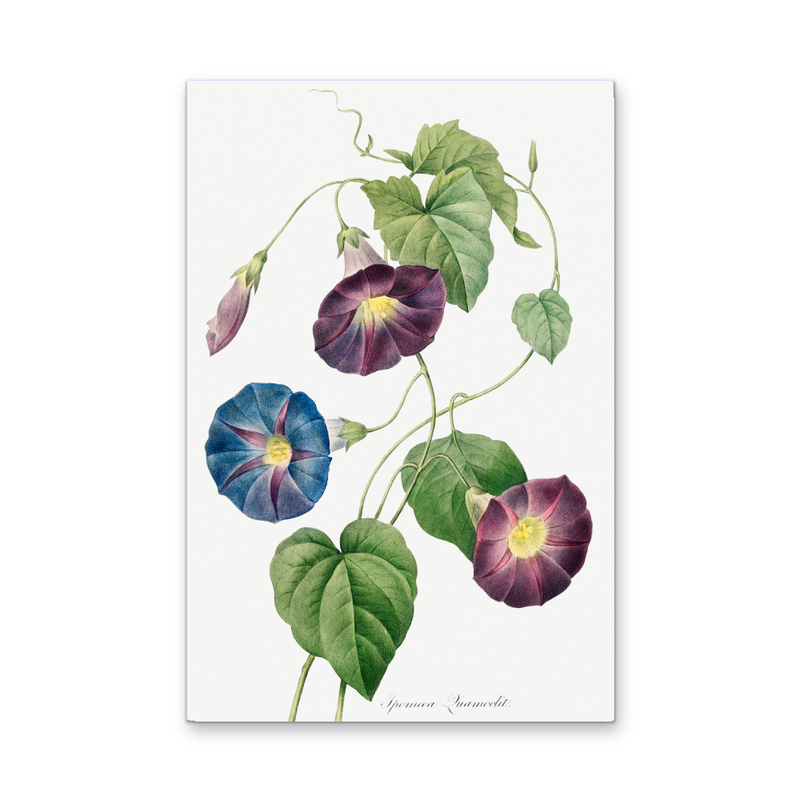 Star-Glory Morning–Glory (1827) by Pierre-Joseph Redouté and Henry Joseph Redouté - Stretched Canvas or Wall Art Print I Heart Wall Art Australia