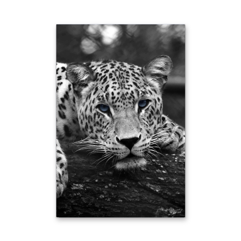 Blue Eyed Leopard - Black and White Animal Stretched Canvas or Wall Art Print I Heart Wall Art
