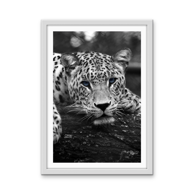 Blue Eyed Leopard - Black and White Animal Stretched Canvas or Wall Art Print I Heart Wall Art