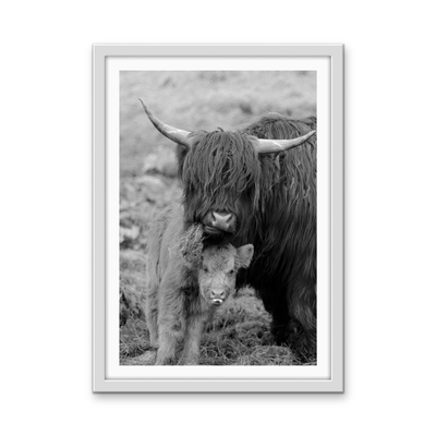 Highland Pair - Black & White Photographic Print, Stretched Canvas or Wall Art Print I Heart Wall Art