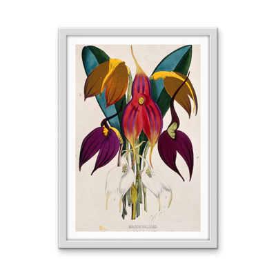 Five Tropical Orchids, Coloured Lithograph, c. 1873, After W. Fitch - Stretched Canvas or Wall Art Print I Heart Wall Art Australia