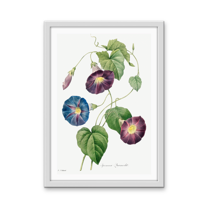 Star-Glory Morning–Glory (1827) by Pierre-Joseph Redouté and Henry Joseph Redouté - Stretched Canvas or Wall Art Print I Heart Wall Art Australia