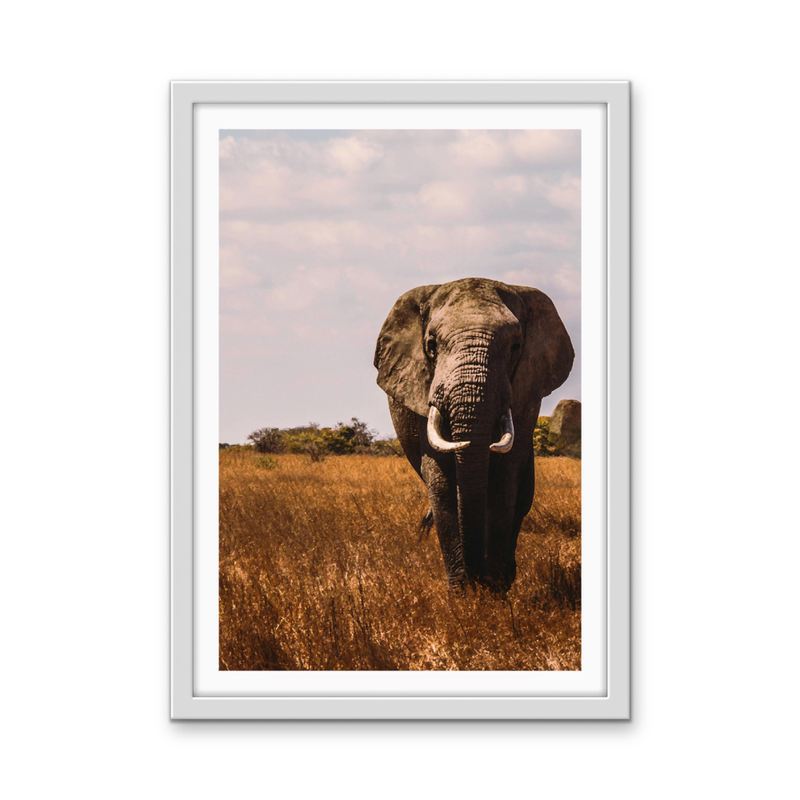 When in Africa - Elephant Safari Stretched Canvas or Wall Art Print I Heart Wall Art Australia