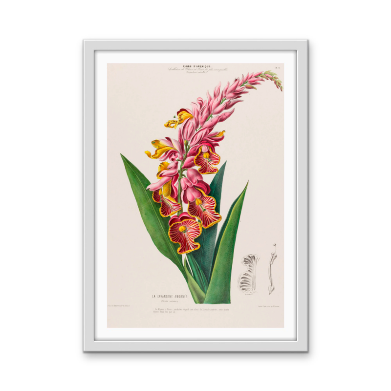 Indian Shot Plant from Flore d&