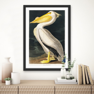 American White Pelican from Birds of America (1827) by John James Audubon - Stretched Canvas or Framed Fine Art Print I Heart Wall Art Australia