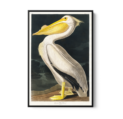American White Pelican from Birds of America (1827) by John James Audubon - Stretched Canvas or Framed Fine Art Print I Heart Wall Art Australia